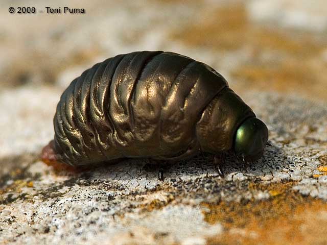 Larva...metallizzata